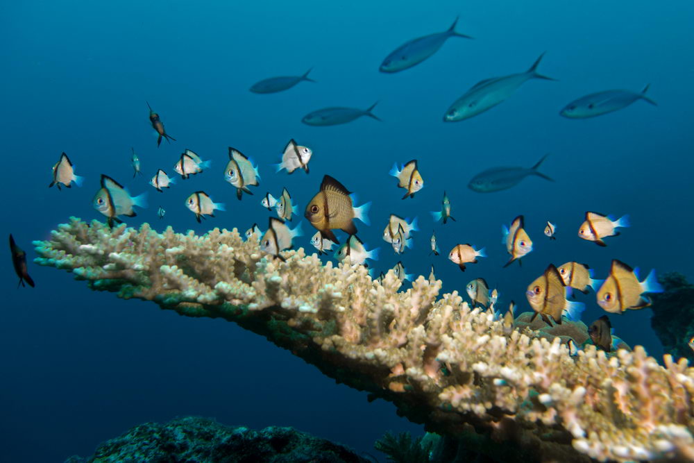 Scuba Diving - The Stunning Reefs of Fiji