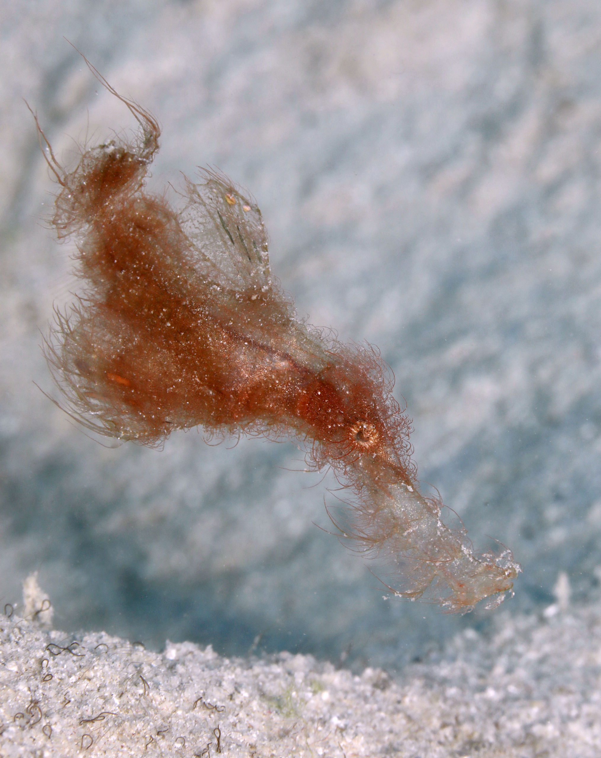 The Elusive Hairy Ghost Pipefish