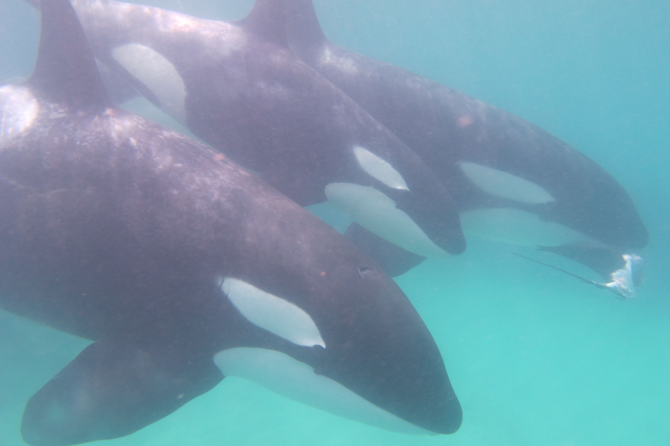 Scuba Diving the Eastern Coromandel