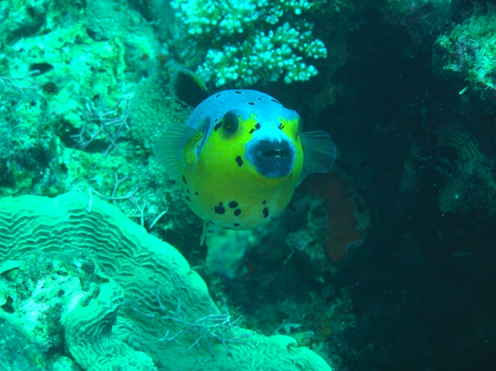 5 Philippine Dive Spots That Are Now Open 2 5 Philippine Dive Spots That Are Now Open