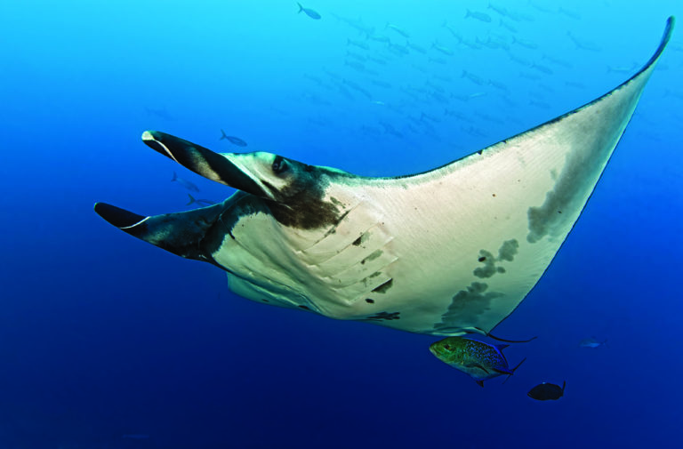 ray manta pelagic