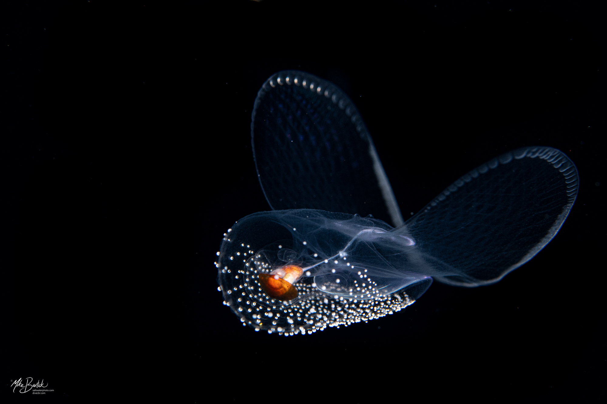 Stunning Blackwater World of Cozumel