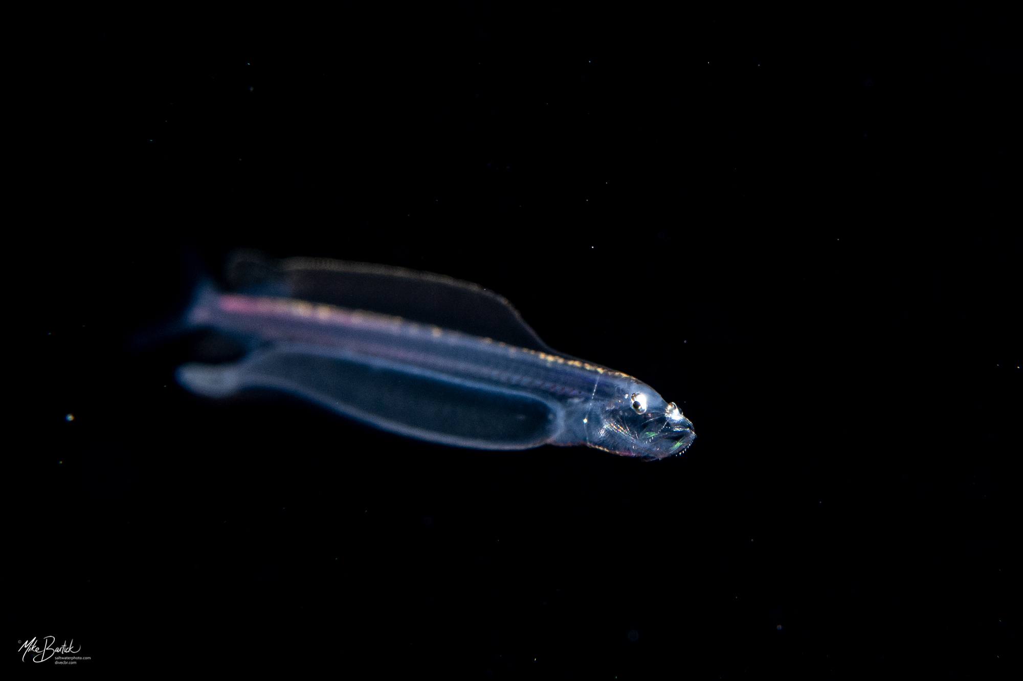 Stunning Blackwater World of Cozumel 6 Dragonfish