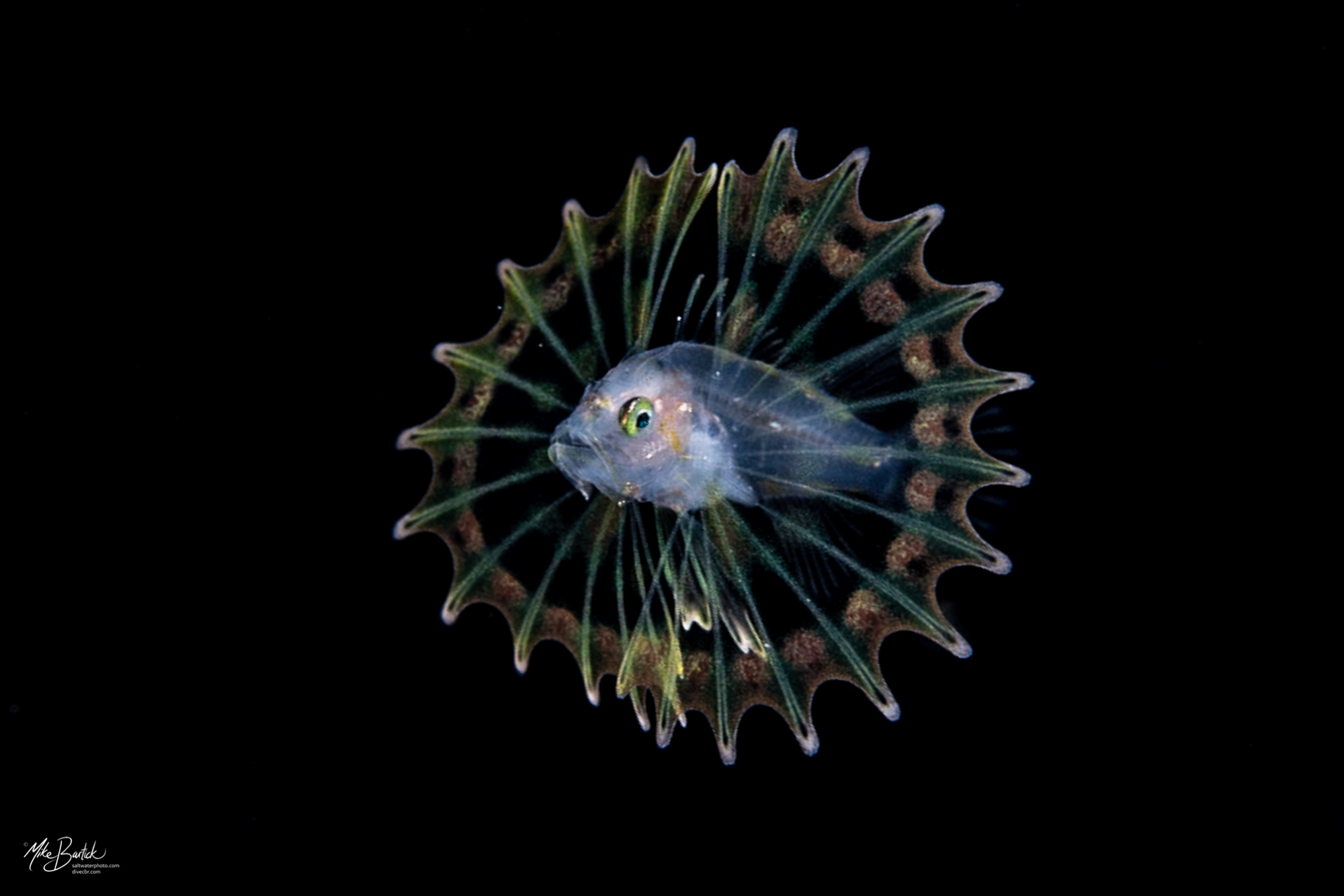 Stunning Blackwater World of Cozumel 9 Lionfish