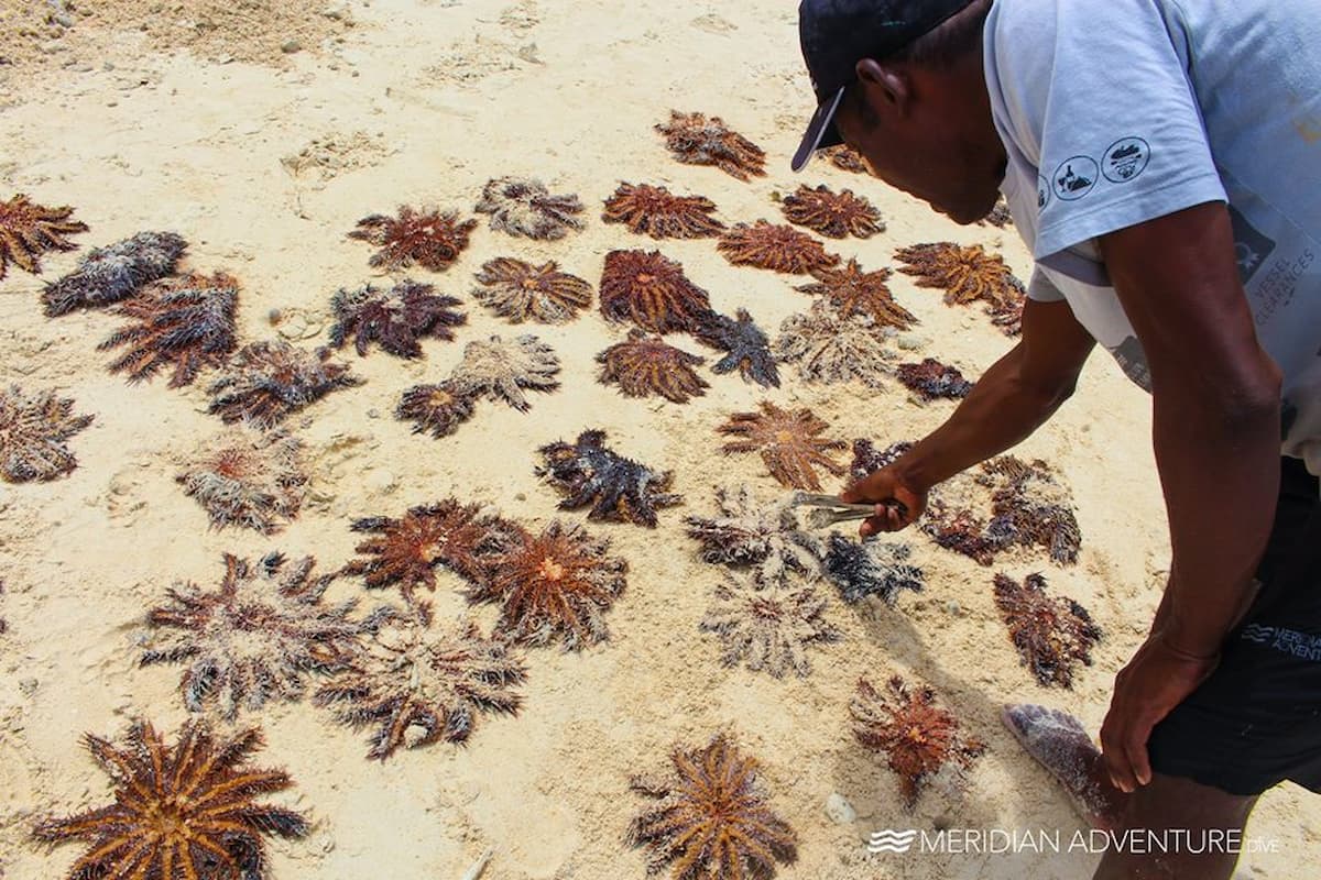 Crown of Thorns Starfish Outbreaks