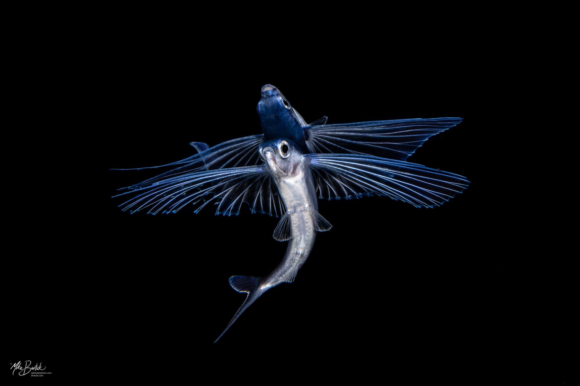 Fylingfish