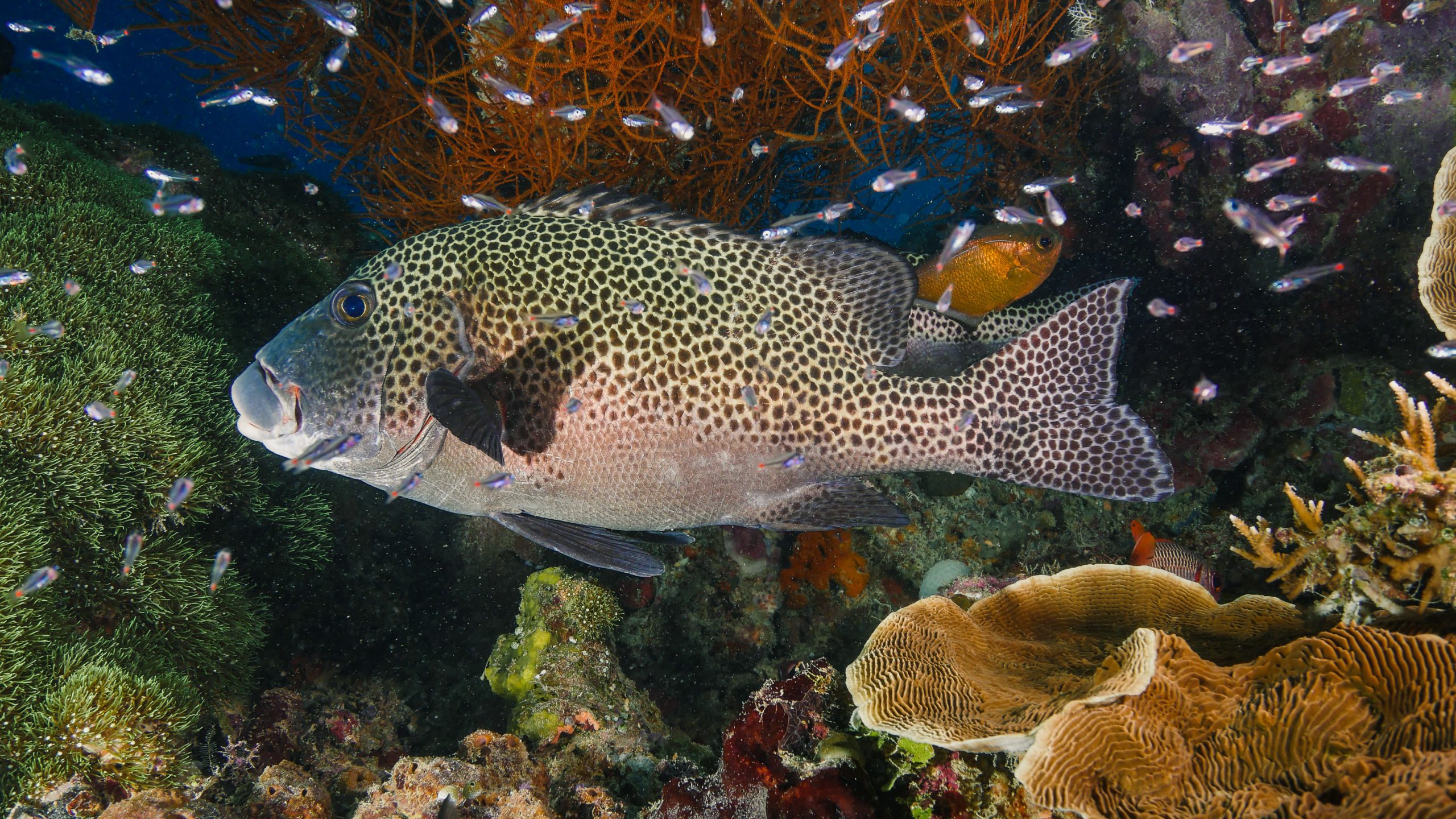 Incredible Schooling Fish