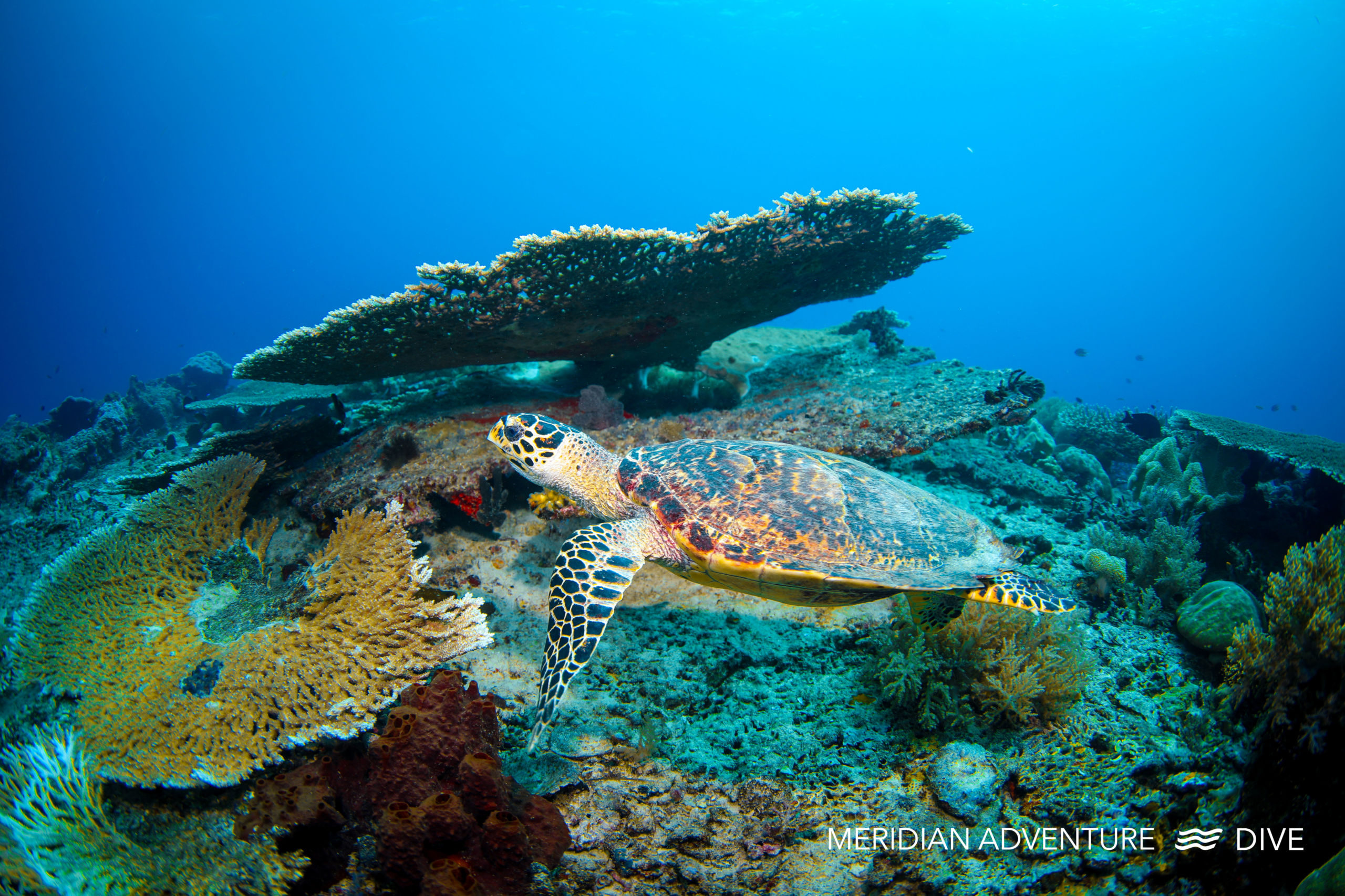 Dive Raja Ampat – Amazing Deals! 3 Dive Raja Ampat – Amazing Deals!