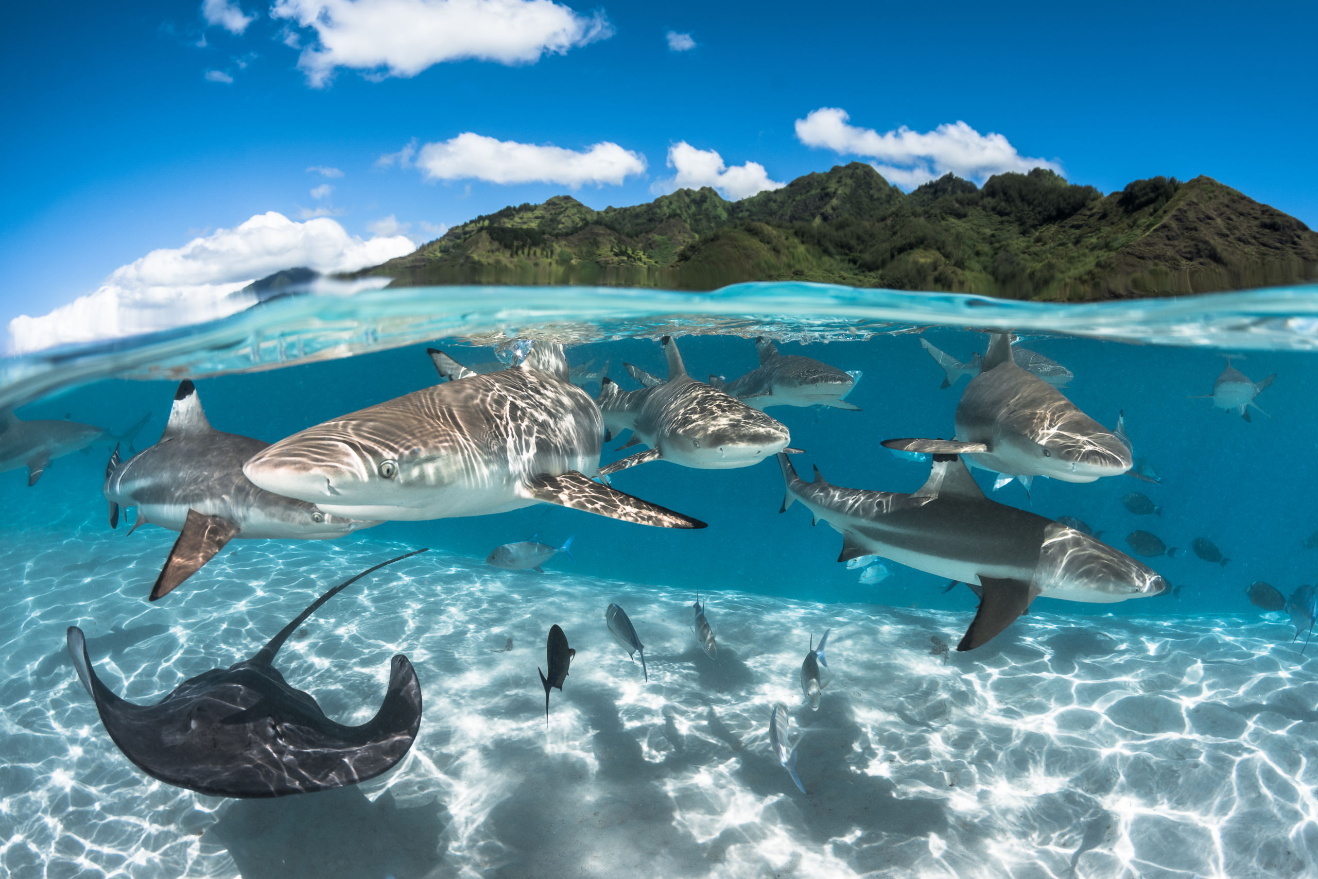 Bora Bora Manta Ray Initiative 