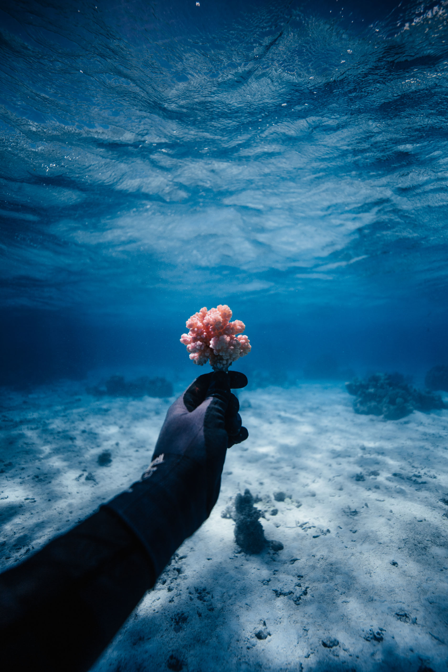 Incredible Coral Gardeners of Tahiti