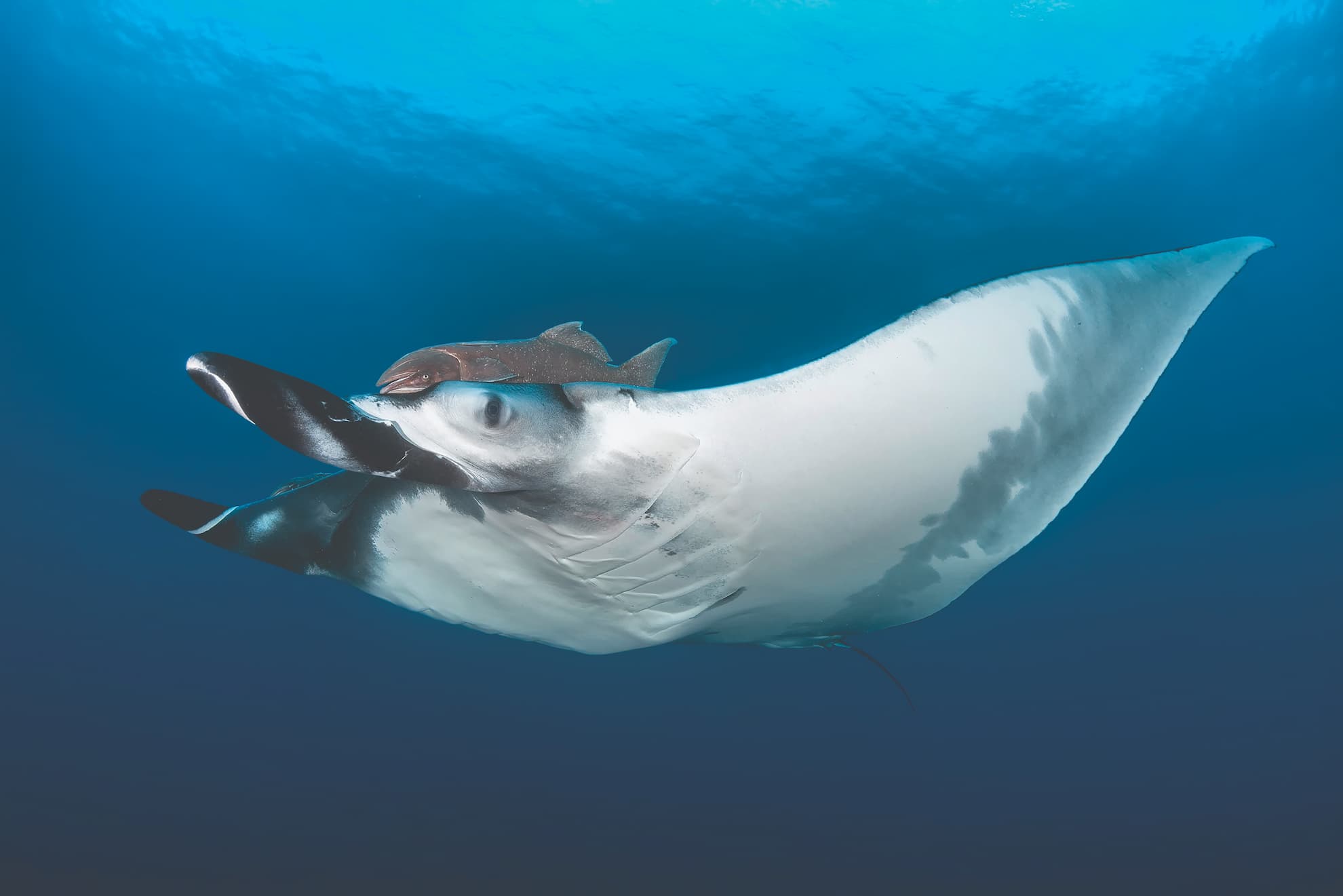 Curious Oceanic Manta