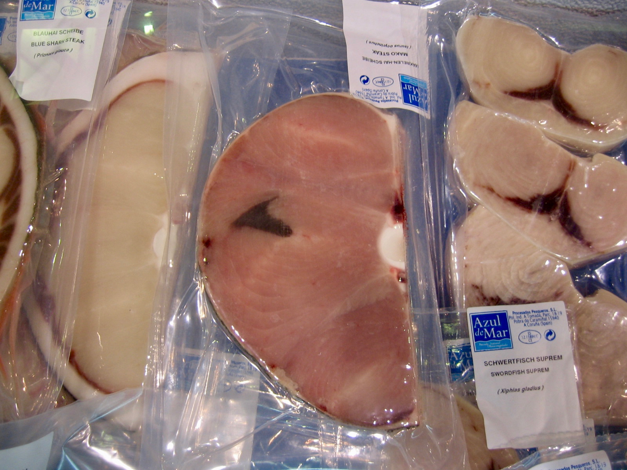 2.6 Billion Global Trade in Shark and Ray Meat 