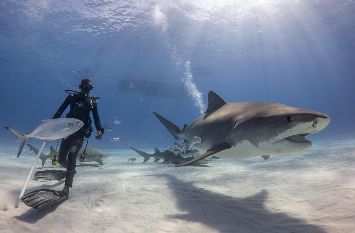 Diving with the tiger sharks at Tiger Beach, Bahamas