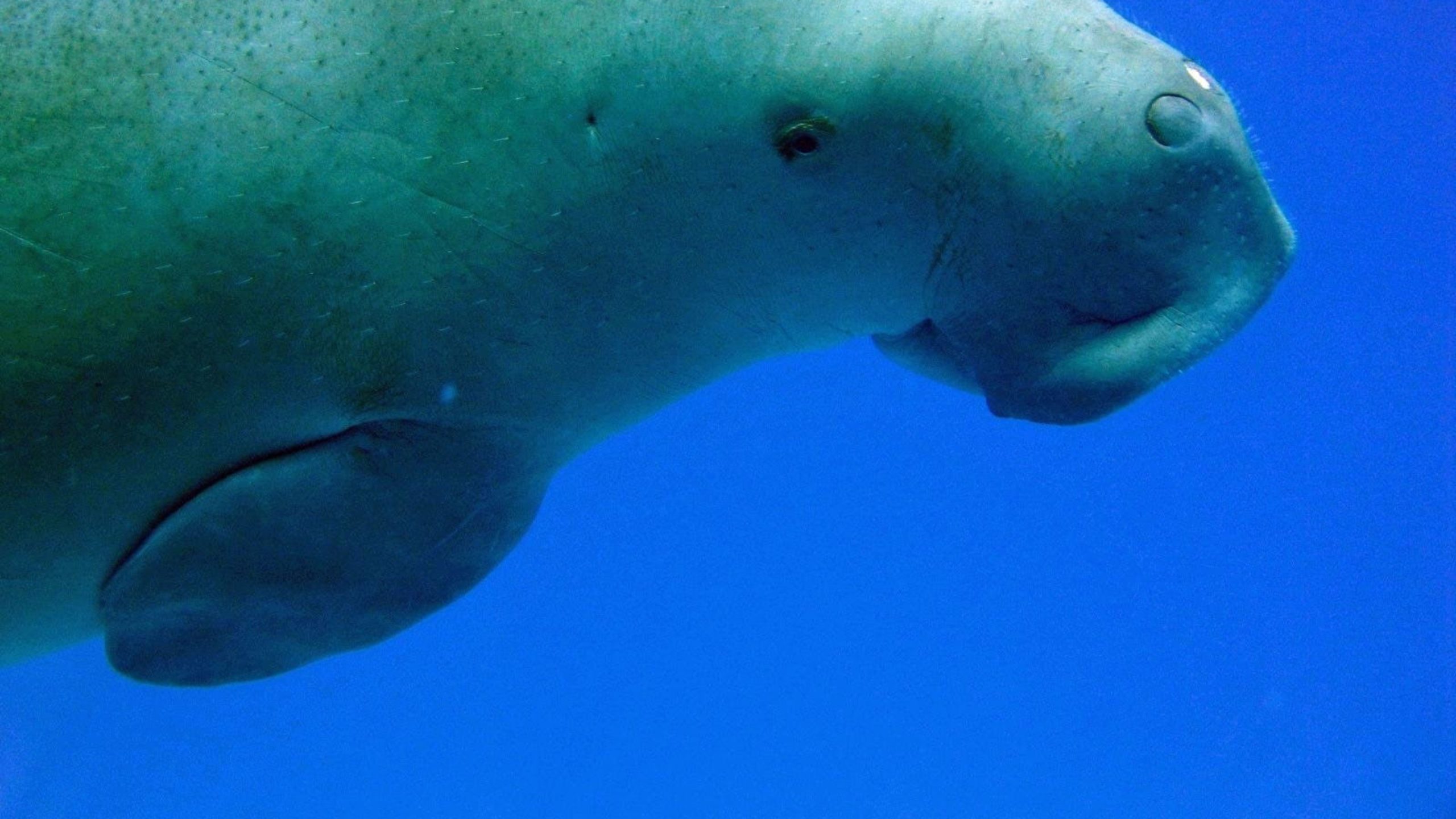 Endangered Dugongs