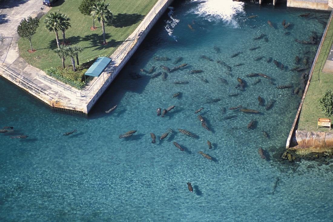 Large number of manatees taking refuge from the cold in the warm water discharge from a Florida power plant.