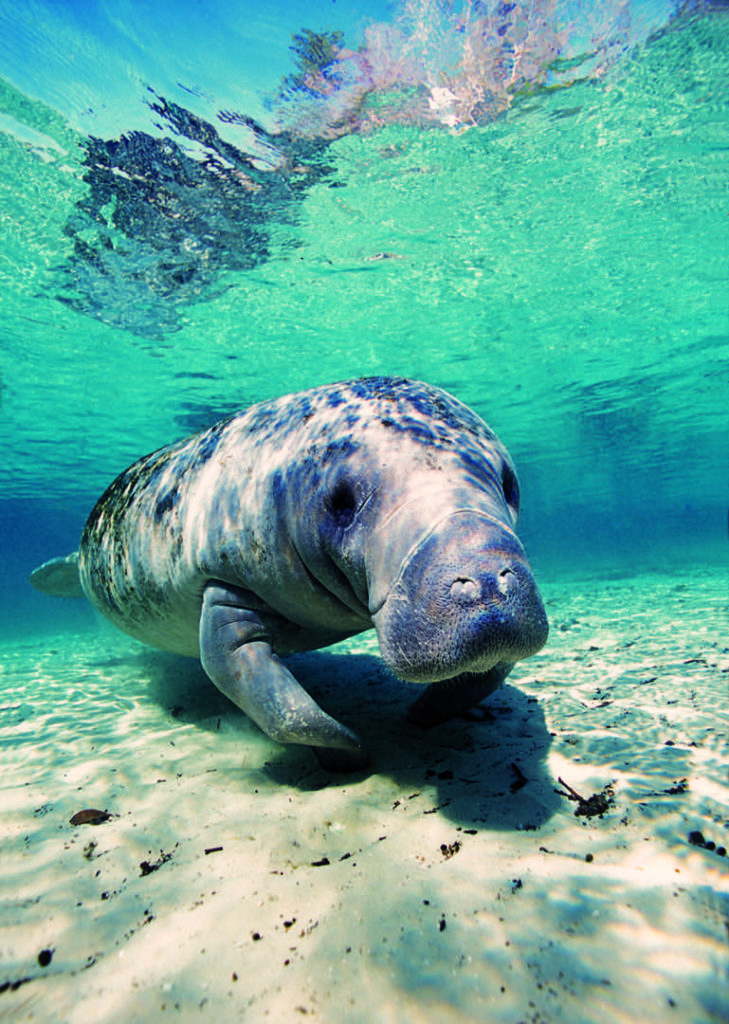Behind-the-Scenes Scuba Diving With Manatees 2 manatee diving 2
