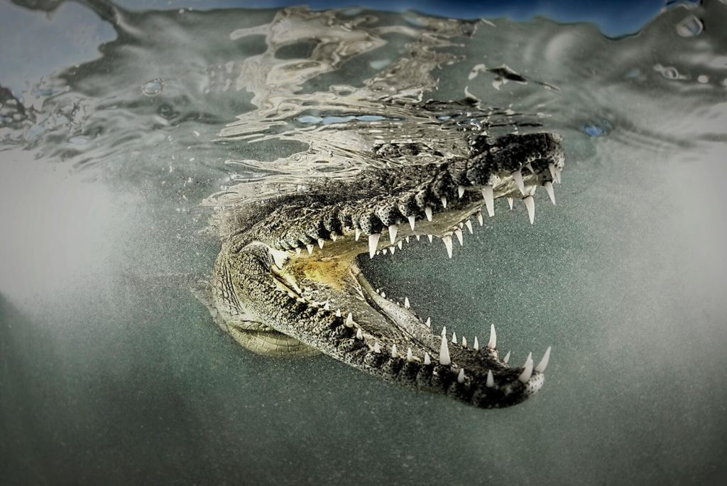 Rodney Bursiel, Underwater Photographer 1 Rodney Bursiel 1
