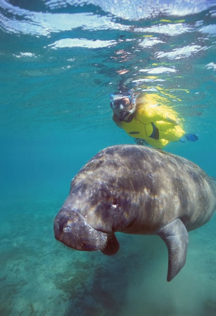 Behind-the-Scenes Scuba Diving With Manatees 7 manatee diving 7