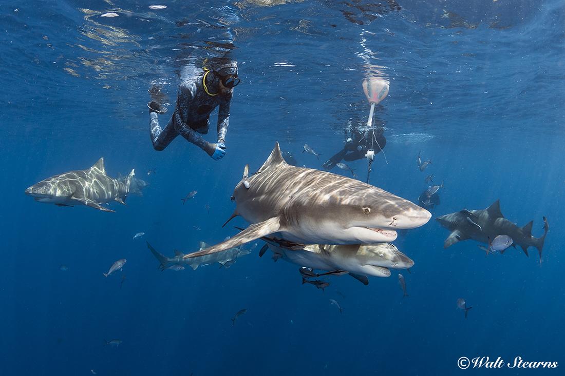 Snorkelers swimming with lemon sharks 4 miles offshore of Florida's southeast coast.