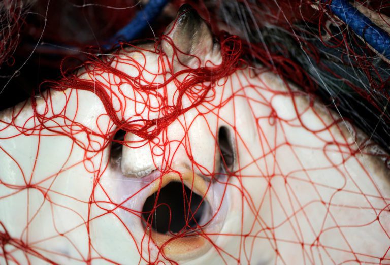 Stingray (Dasyatis pastinaca) caught in fishing net, Sardinia, Italy, July 2008