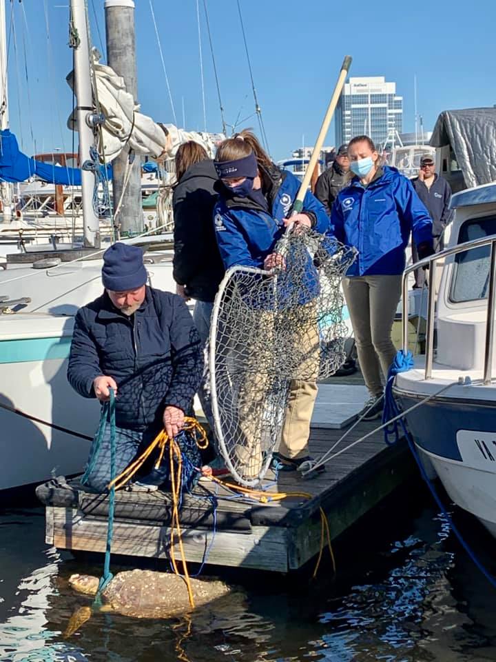 Sea turtle rescued by Virginia Aquarium 1 The team from Virginia Aquarium and Marine Science Center responded to a call for assistance
