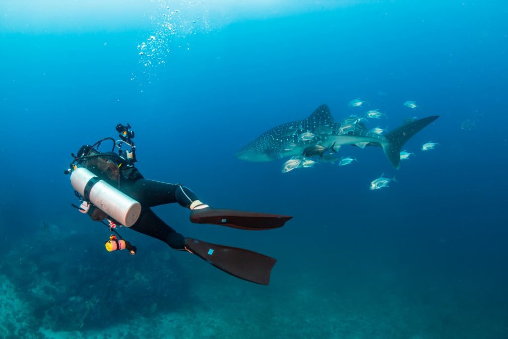 Diving Socorro, the Mexican Galapagos 3 diving socorro 3