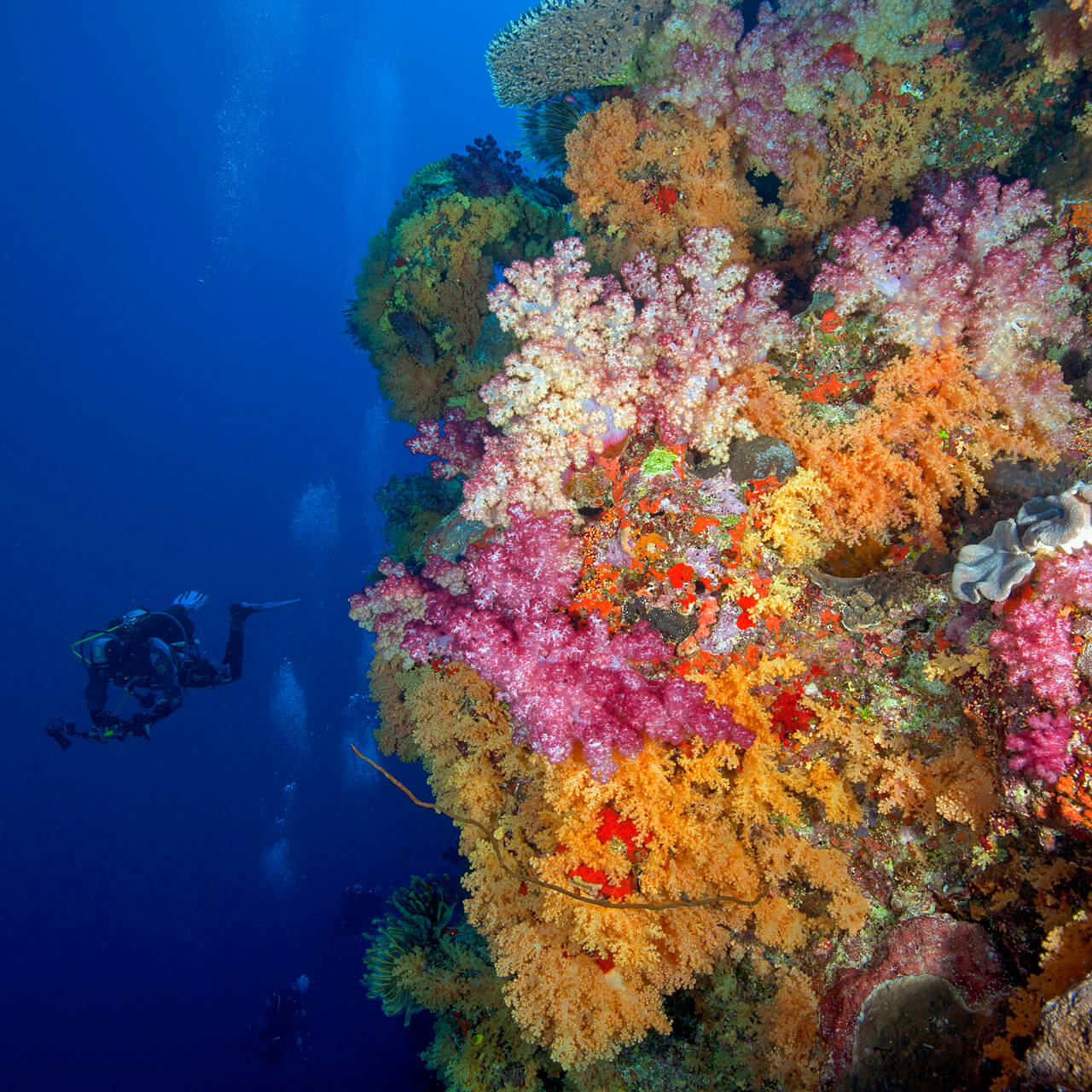  Coral Reef Health