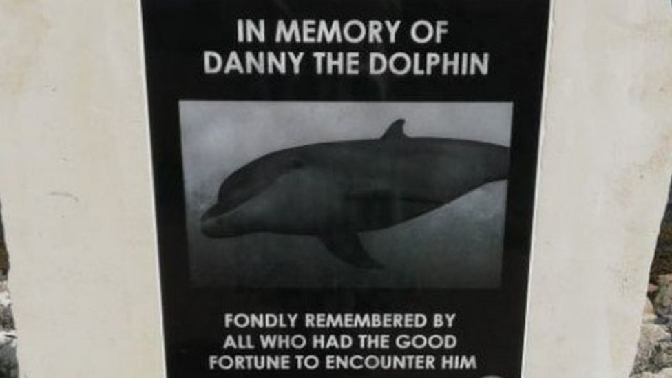 dolphin 1