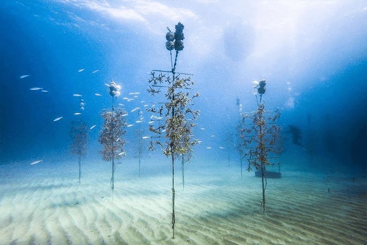 Florida Keys Reef Restoration Project.