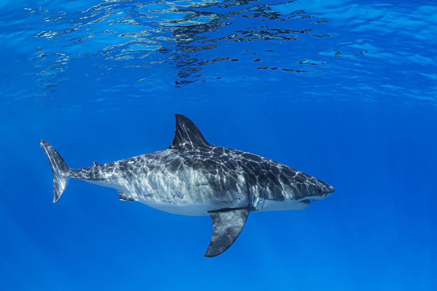 Great White Shark Close Encounter
