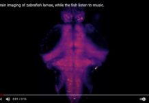 Video of Fish DJ at University of Queensland