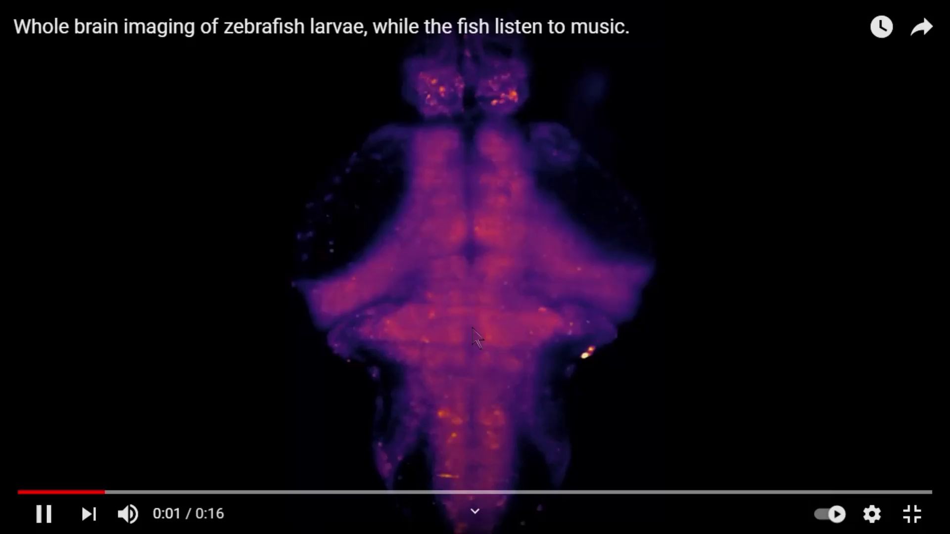 Video of Fish DJ at University of Queensland