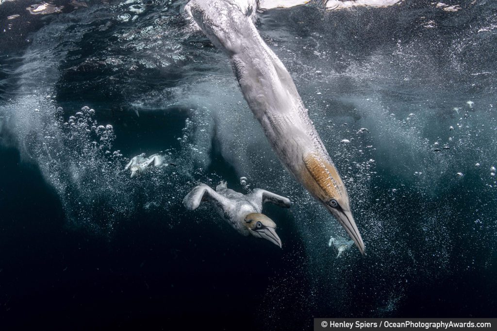 Ocean Photography Awards 1