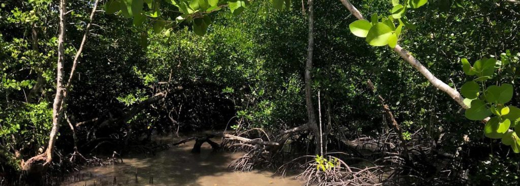mangroves 1