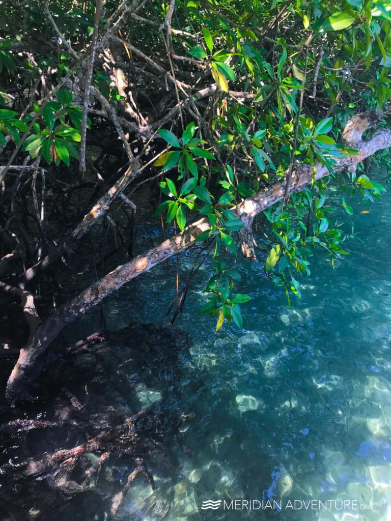 Mangroves Trees of life