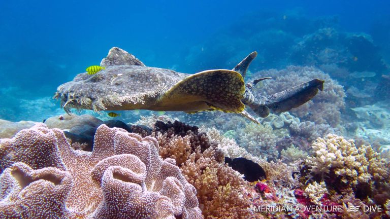 Majestic Wobbegong Shark