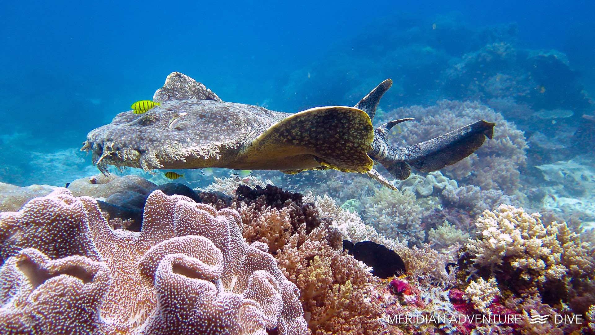 Spot the Wobbegong Shark