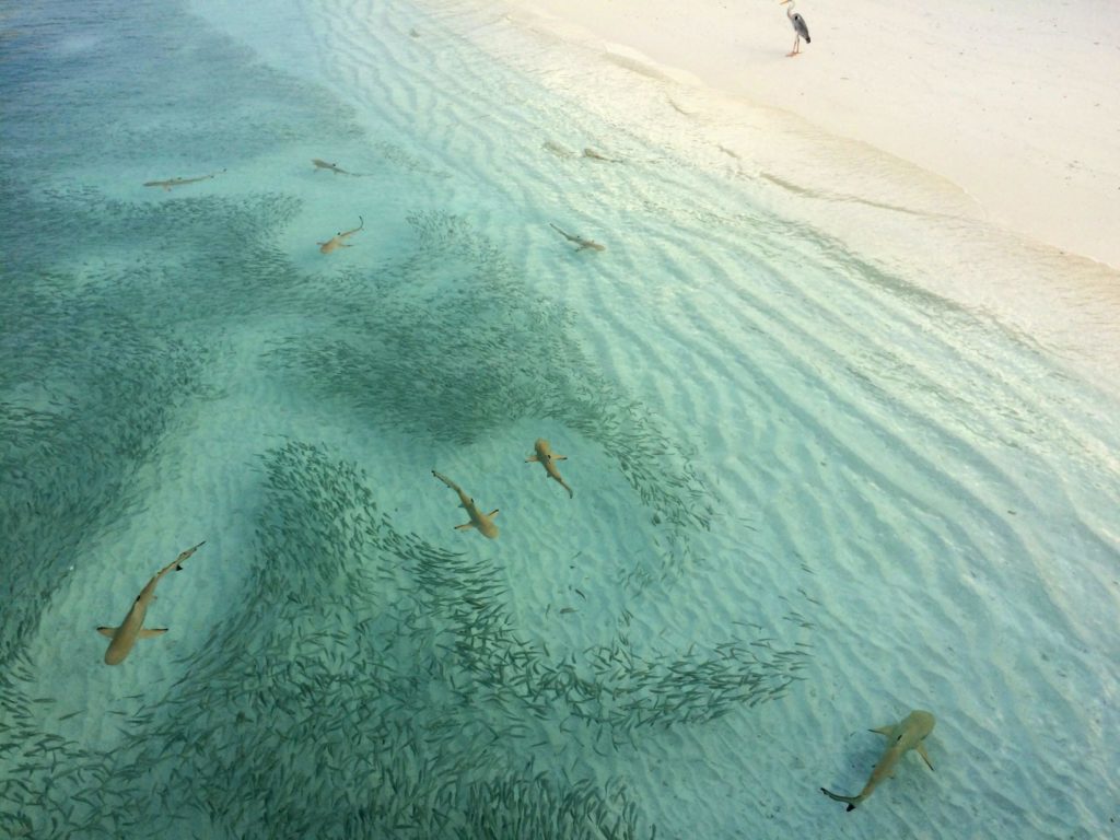 Sharks Sharks Sharks 4 Sharks Sharks Sharks