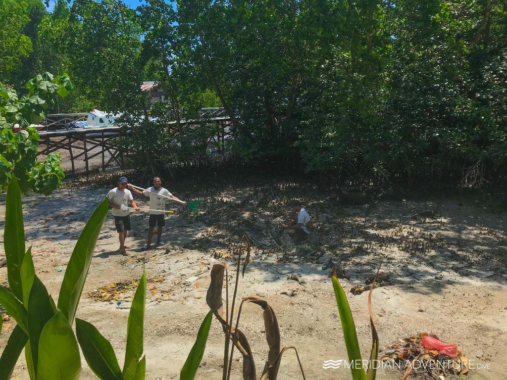 The Well-Rooted Mangroves of Indonesia 5 mangroves 5