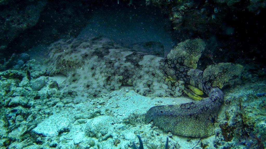 Fun Facts About the Wobbegong Sharks