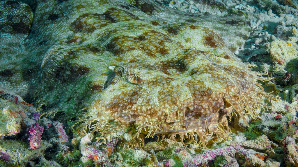 Fun Facts About the Wobbegong Sharks