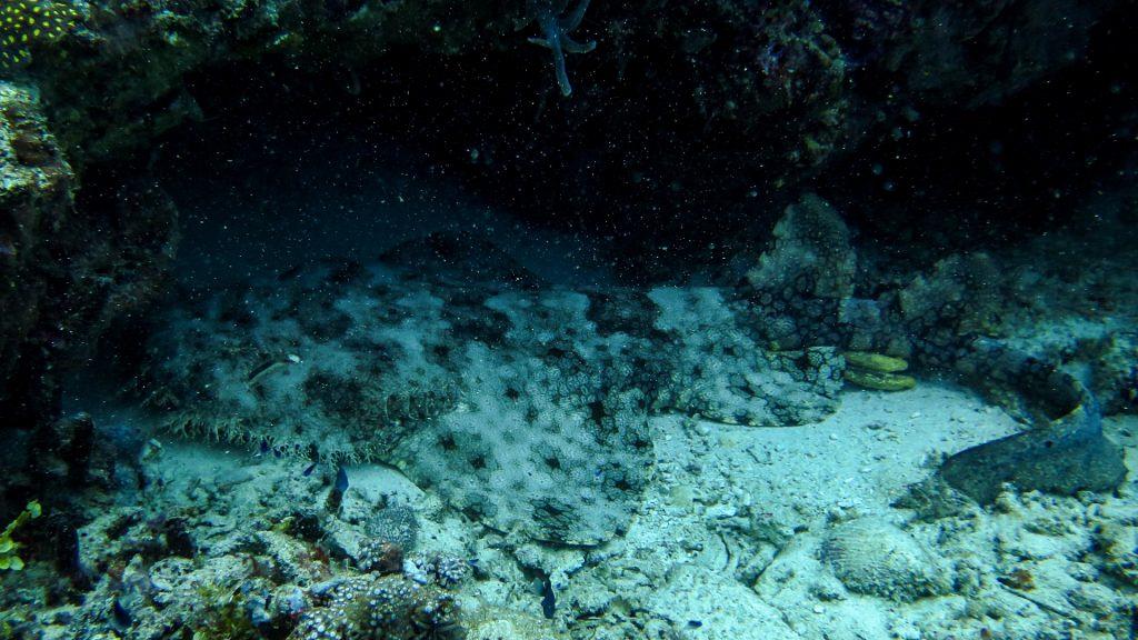 Fun Facts About the Wobbegong Sharks