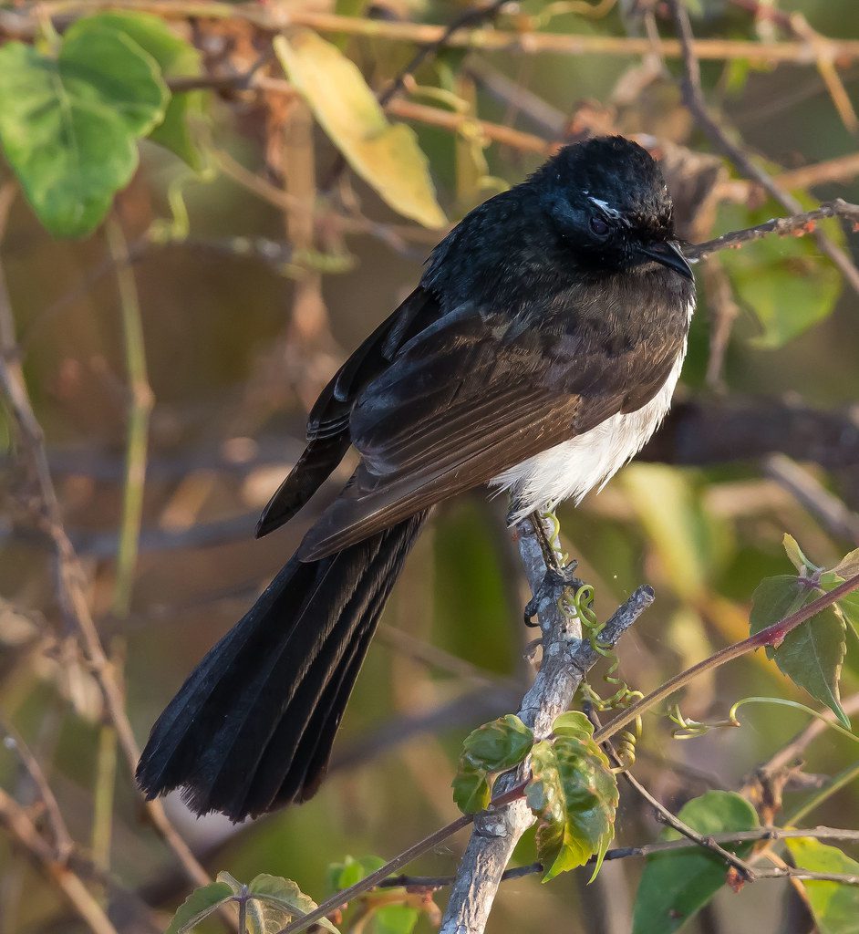The Story of Willie Wagtail