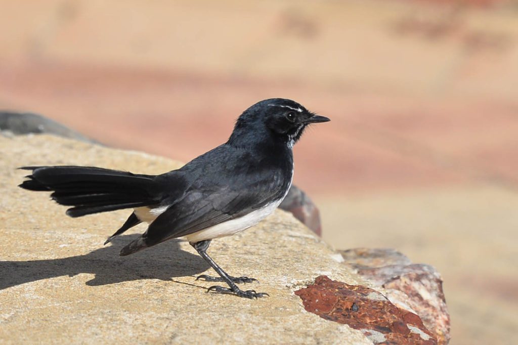 The Story of Willie Wagtail