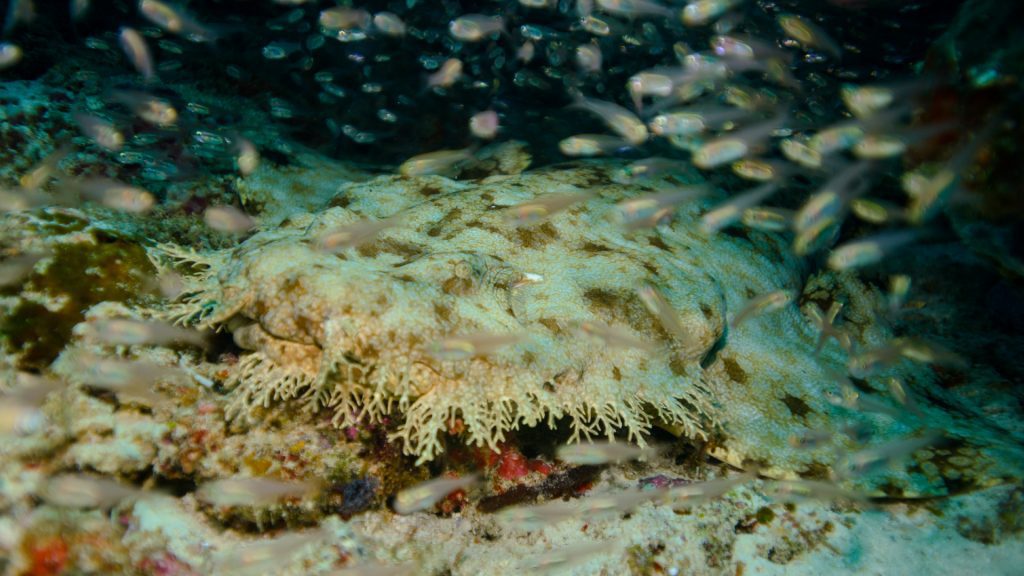 Fun Facts About the Wobbegong Sharks