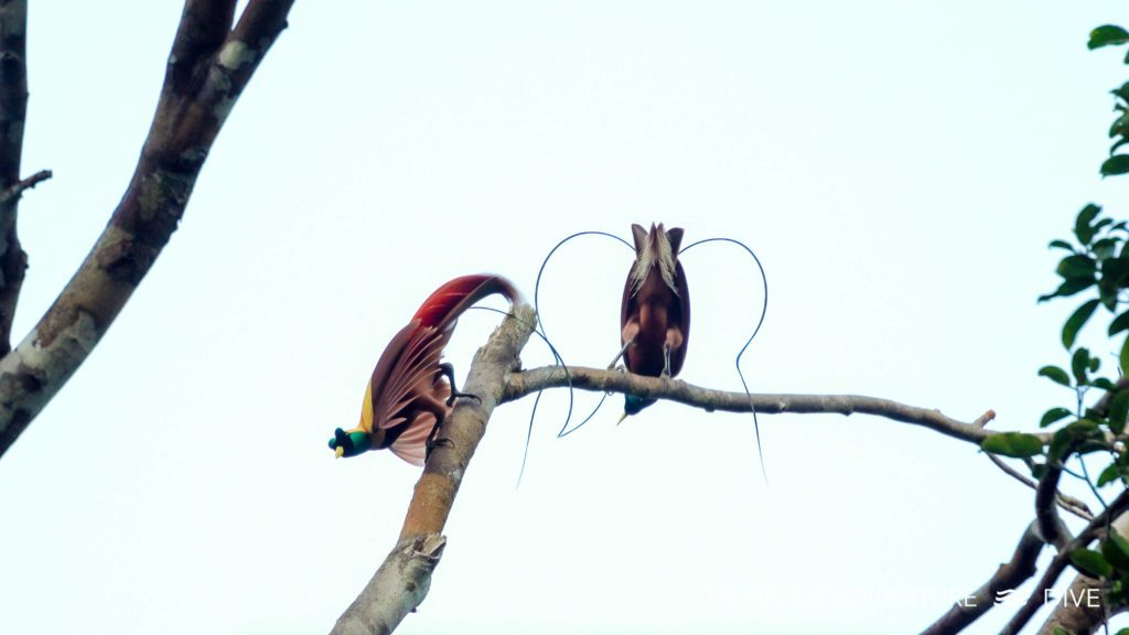 Stunning Birds of Paradise 3 Stunning Birds of Paradise