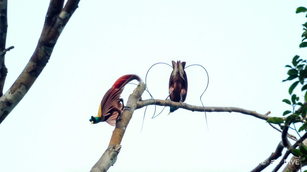 Stunning Birds of Paradise