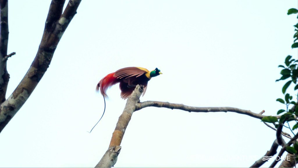 Stunning Birds of Paradise