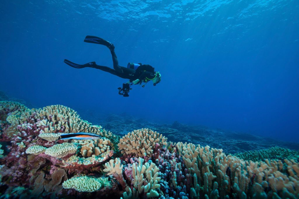 Largest Coral Reef Survey in History