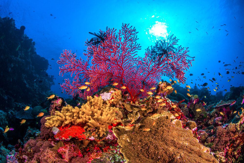 Conflict Islands Conservation Initiative 4 Conflict Islands Conservation Initiative